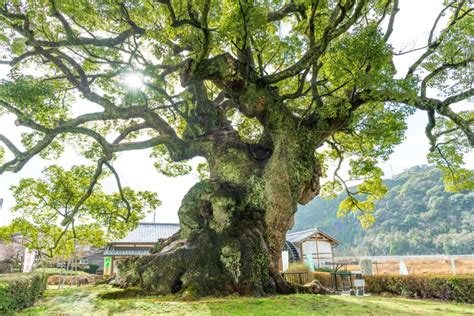 大樹木|国内の巨樹・巨木ランキング！すごい巨木は日本国内。